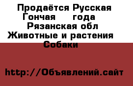 Продаётся Русская Гончая 1.5 года  - Рязанская обл. Животные и растения » Собаки   